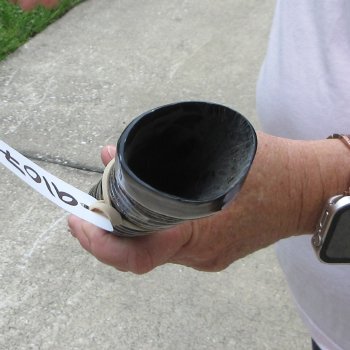 36" Polished Gemsbok Horn (NO POST OFFICE (USPS) SHIPPING!!) 