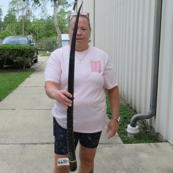 38" Polished Gemsbok Horn (NO POST OFFICE (USPS) SHIPPING!!) 