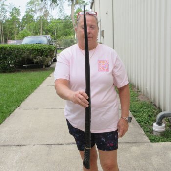 36" Polished Gemsbok Horn (NO POST OFFICE (USPS) SHIPPING!!) 