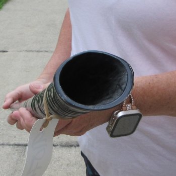 36" Polished Gemsbok Horn (NO POST OFFICE (USPS) SHIPPING!!) 