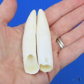 Two piece Alligator Teeth 3" to 3-1/4" 