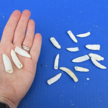 Fifteen piece Alligator Teeth 1-1/2" and under