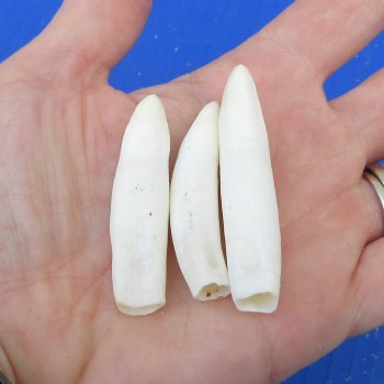 Three piece Alligator Teeth 2" to 2-1/4" 