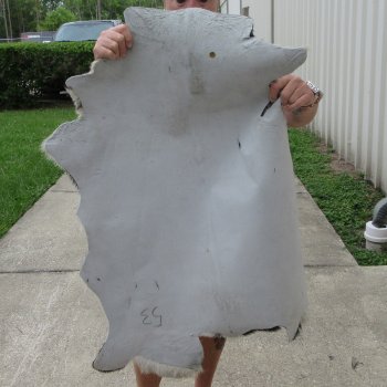 36" x 29" Goat Hide 