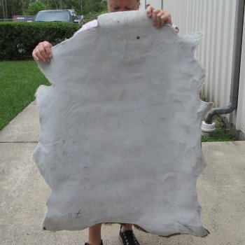 41" x 29" Goat Hide 