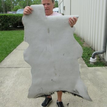 41" x 28" Goat Hide 