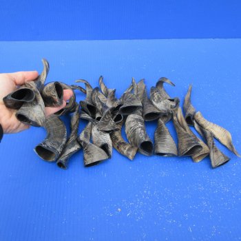 Twenty Five Indian Goat Horns, 4" to 6" 