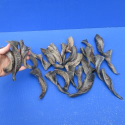 Twenty Five Indian Goat Horns, 4" to 6" 
