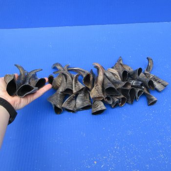 Twenty Five Indian Goat Horns, 4" to 6" 