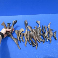 Twenty Five Indian Goat Horns, 4" to 6" 