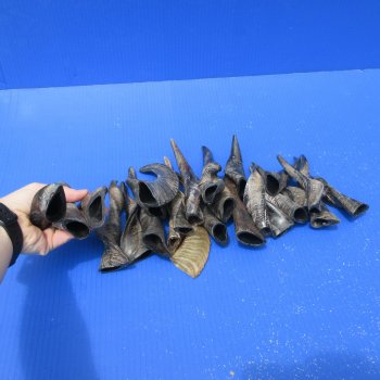 Twenty Five Indian Goat Horns, 4" to 6" 
