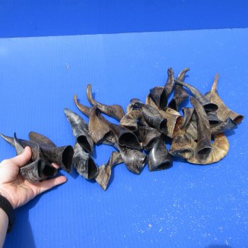 Twenty Five Indian Goat Horns, 4" to 6" 