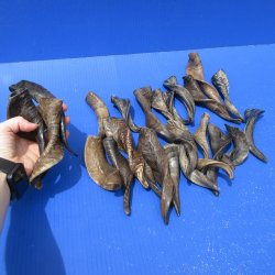 Twenty Five Indian Goat Horns, 4" to 6" 