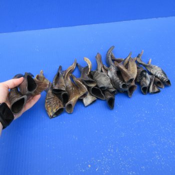 Twenty Five Indian Goat Horns, 4" to 6" 