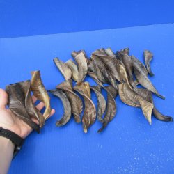 Twenty Five Indian Goat Horns, 4" to 6" 