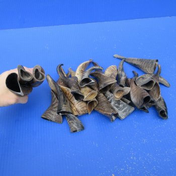 Twenty Five Indian Goat Horns, 4" to 6" 