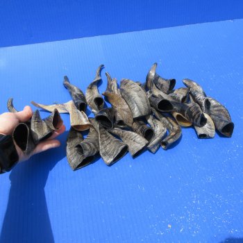 Twenty Five Indian Goat Horns, 4" to 6" 