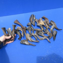 Twenty Five Indian Goat Horns, 4" to 6" 