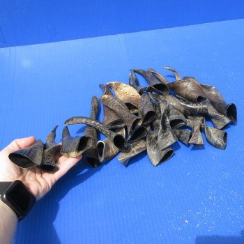 Twenty Five Indian Goat Horns, 4" to 6" 