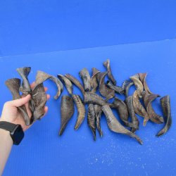 Twenty Five Indian Goat Horns, 4" to 6" 