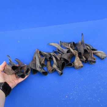 Twenty Five Indian Goat Horns, 4" to 6" 