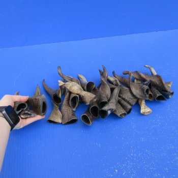 Twenty Five Indian Goat Horns, 4" to 6" 