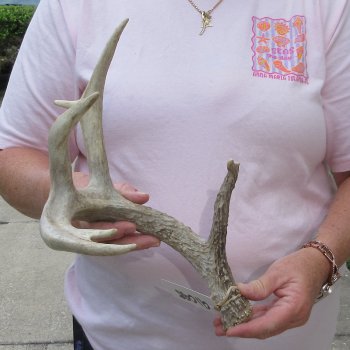  Whitetail Deer Antler 20 inches
