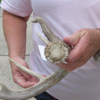  Whitetail Deer Antler 20 inches