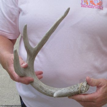  Whitetail Deer Antler 18 inches