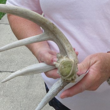  Whitetail Deer Antler 18 inches