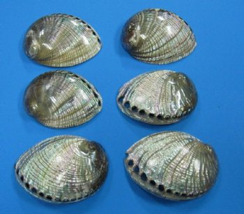 Polished Green Abalone Shells, 5" to 5-1/2" - 2 @ $14.00 each; 10 pc @ $12.60 each  