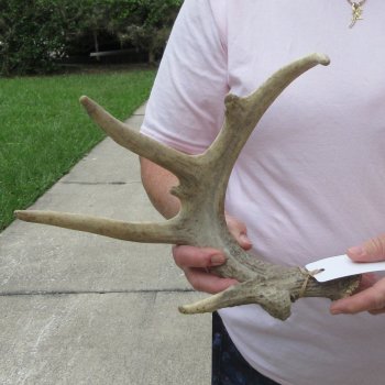  Whitetail Deer Antler 18 inches