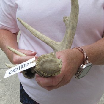  Whitetail Deer Antler 18 inches