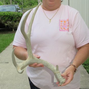 Mule Deer Antler 18 inches