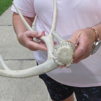 Mule Deer Antler 18 inches