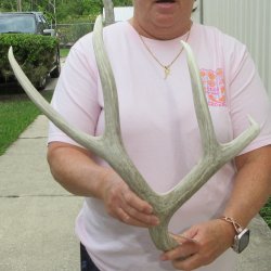 Mule Deer Antler 20...