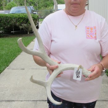 Mule Deer Antler 20 inches