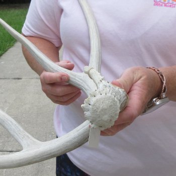 Mule Deer Antler 20 inches