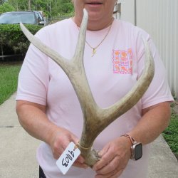 Mule Deer Antler 18...
