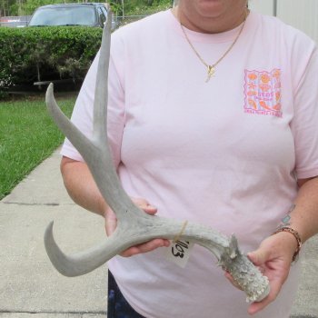 Mule Deer Antler 18 inches