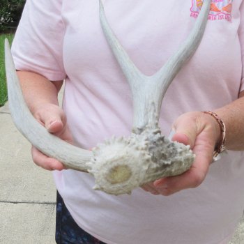 Mule Deer Antler 18 inches