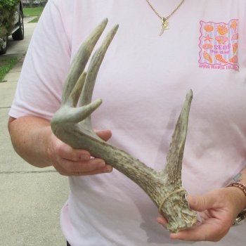  Whitetail Deer Antler 18 inches