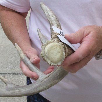  Whitetail Deer Antler 18 inches