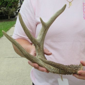  Whitetail Deer Antler 19 inches