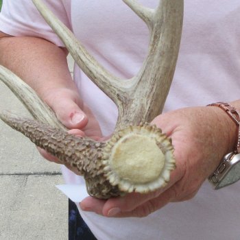  Whitetail Deer Antler 19 inches