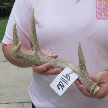  Whitetail Deer Antler 17 inches