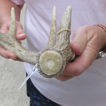  Whitetail Deer Antler 17 inches