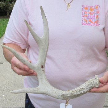  Whitetail Deer Antler 20 inches