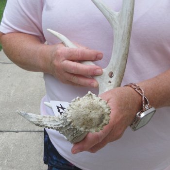  Whitetail Deer Antler 20 inches