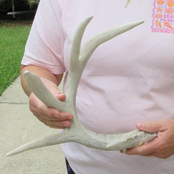  Whitetail Deer Antler 22 inches